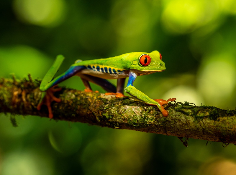 green lizard, wildlife, amphibian, branch, costa rica, reptile, green, animal wildlife, invertebrate, gecko, colour, fish, animals in the wild, nature