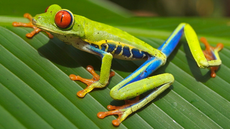 insect, vertebrate, animal, 1080P, green color, focus on foreground, animals in the wild, red eyed tree frog, lizard, animal themes, one animal, amphibian