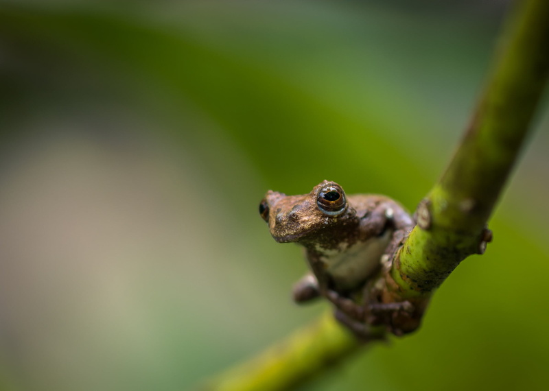brown frog, macro, close-up, amphibian, hylidae, brown, green, frog, Dendropsophus marmoratus, amazon  rain  forest, 1080P, nikon  d7100, herpetology