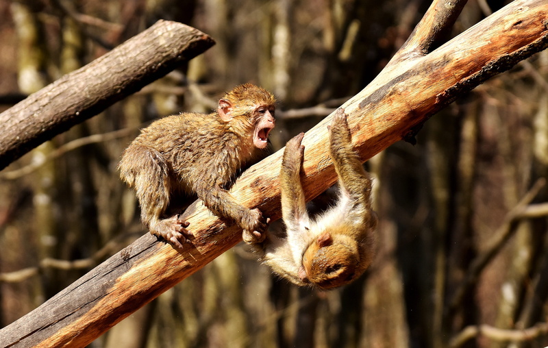 monkey, mammal, zoo, animal family, outdoors, focus on foreground, ape, play, no people, branch, animal, animals In The Wild, primate, forest, wildlife