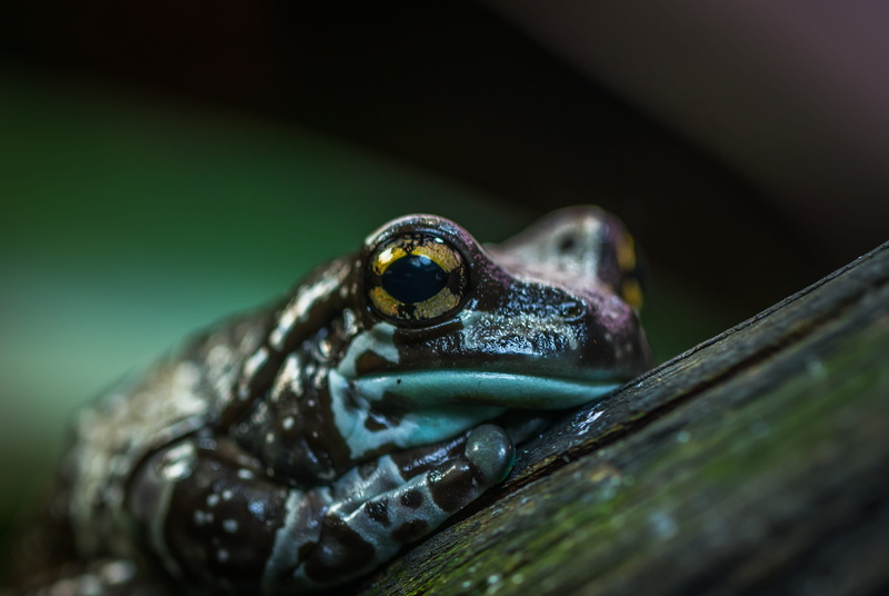 amphibian, green color, outdoors, selective focus, animal head, color, selective, insect, close-up, depth of field, focus, macro, little, nature, eye, one animal
