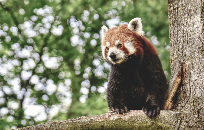 baby, close-up, animal, 4K, color, bear, environment, plant, wildlife, little, vertebrate, animal wildlife, branch, looking, red panda, brown, park, fur