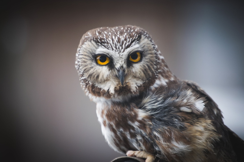 watching, oiseau, northern, carnivore, saw, owl, Northern saw-whet owl, feather, whet, Aegolius acadicus, something, animal, brown, nature, gray, wildlife