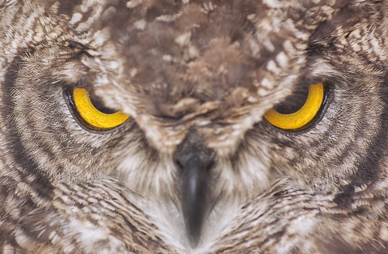 bird, animals In The Wild, 4K, wildlife, Stirlingshire, beak, view, bird of Prey, carnivore, Go ahead - make my day, brown, feather, Eagle Owl, closeup