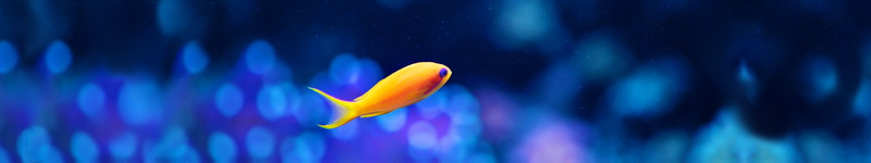animal wildlife, marine, swimming, blue, animals in captivity, sea life, animal, water, 5K, nature, no people, underwater, beauty in nature, sea, panoramic
