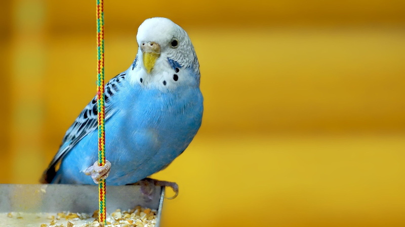 animal themes, perching, white, animal, no people, blue, one animal, animal wildlife, parakeets, burgerigar, birds, focus on foreground, parakeet, bird