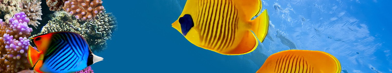 animal, underwater, 5760x1080 px, close-up, swimming, animal themes, nature, water, group of animals, undersea, sea, blue, 5K, vertebrate, sea life, no people