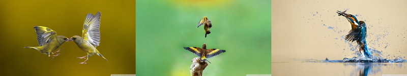 animal themes, animal, no people, vertebrate, wall - building feature, group of animals, day, water, nature, indoors, animal wildlife, close-up, transparent