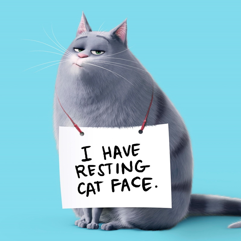 domestic, blue, message, communication, domestic animals, mammal, indoors, blue background, looking, cat, text, people, feline, 1080P, one animal, studio shot