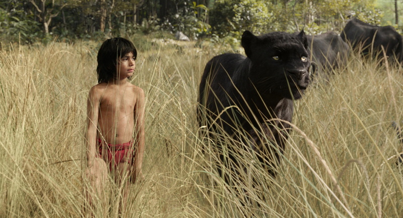 fantasy, adventure, Best movie of 2016, The Jungle Book, Bagheera, 4K, Mowgli
