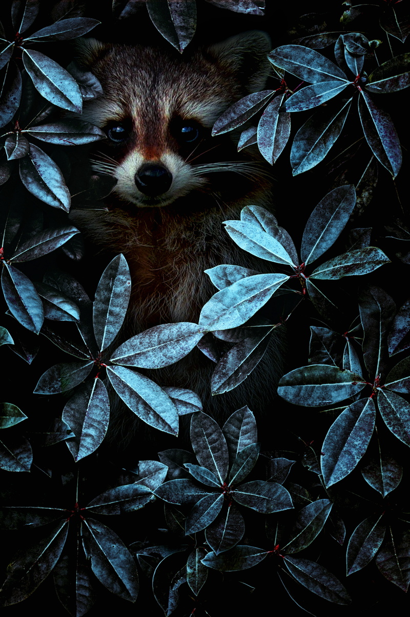 close-up, portrait, 4K, nature, carnivore, looking, raccoon, cute, panda - Animal, brown, animal wildlife, animal body part, animal, no people, one Animal
