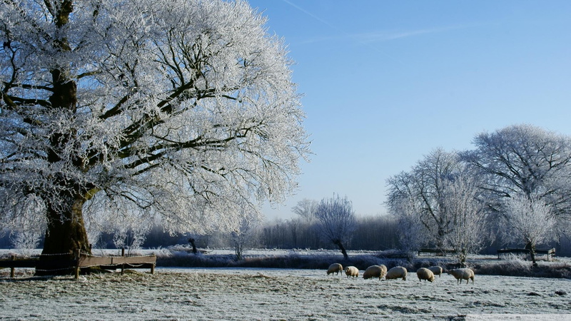 1080P, snow, sheep, winter, nature and landscapes, trees, disguise