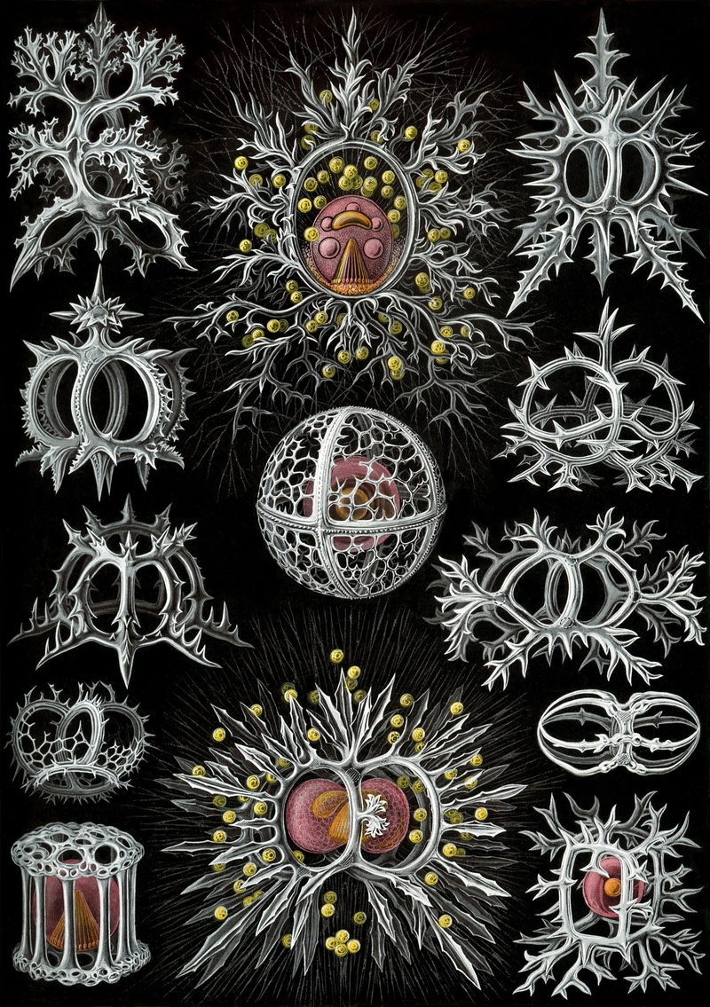 close-up, flowering plant, art and craft, radiolarians, black background, digital composite, single celled organisms, 2K, variation, flower, full frame