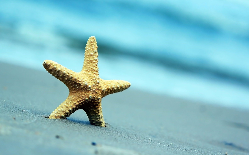 beach, 2K, starfish, endoskeleton, sand, summer