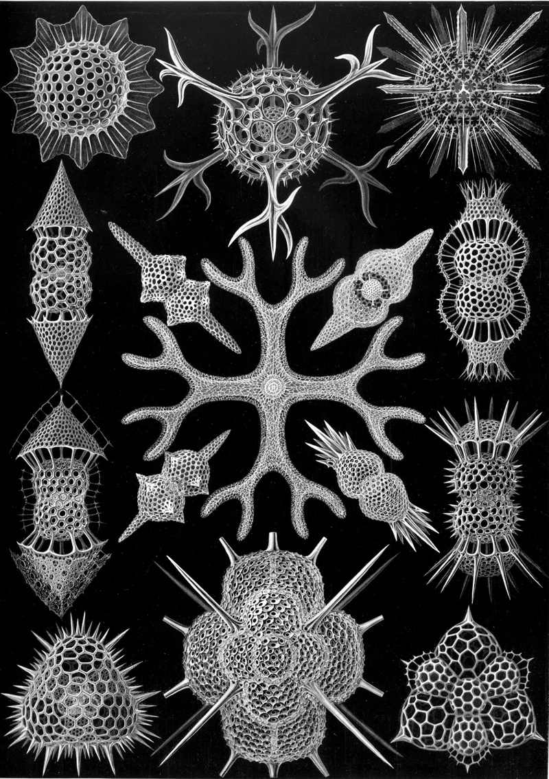 studio shot, ornate, shape, hexagon, radiolarians, creativity, symmetry, pattern, art and craft, repetition, close-up, indoors, full frame, black background