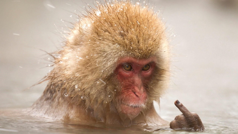 japanese macaque, portrait, macaque, monkey, animal hair, wildlife, animals in the wild, water, animal head, winter, cold temperature, no people, one animal
