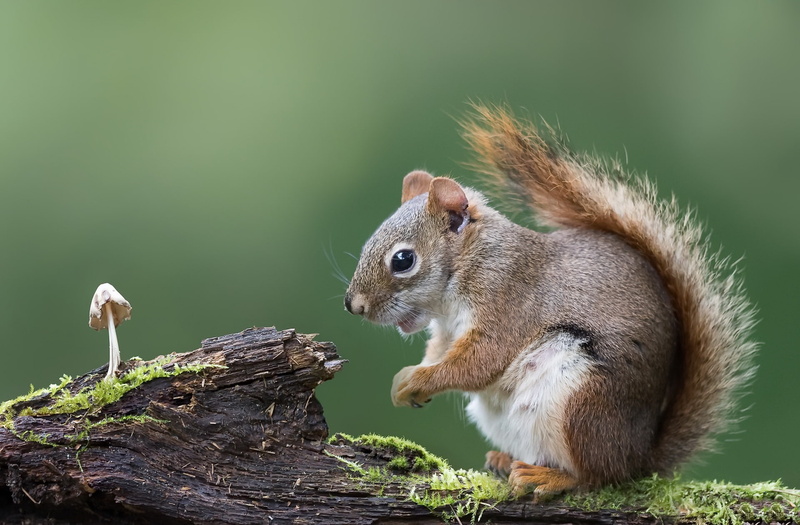 mushroom, nature, 1080P, squirrel, animals