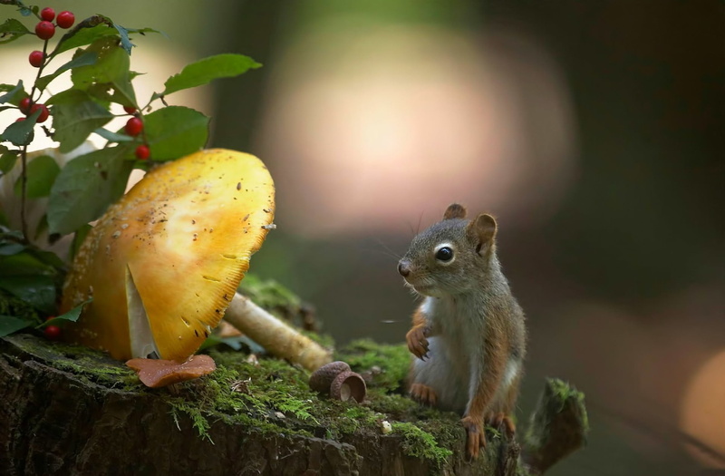 1080P, tree, focus on foreground, fruit, bark, mammal, animal wildlife, close-up, leaf, food and drink, animals in the wild, plant part, healthy eating