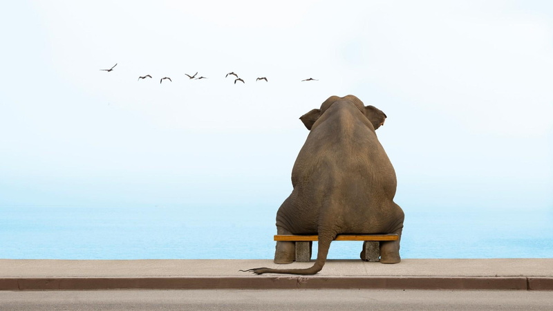 elephant, 1080P, sitting, funny, sky, animal, birds