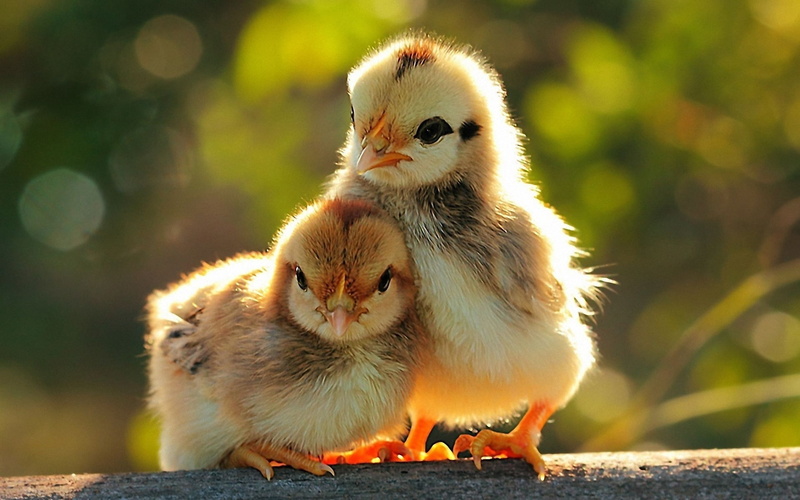 1080P, little, background, funny, mood, chicks, love, chickens