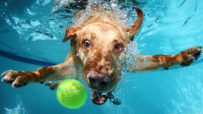 5K, Labrador, funny, dog, cute animals, underwater
