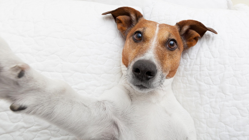 terrier, cuteness, selfie, cute, dog, jack russel, jack russel terrier, funny, 4K