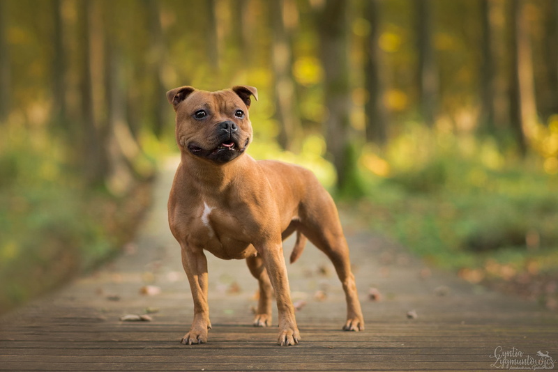 Bull Terrier, 1080P, Staffordshire Bull Terrier, Dogs