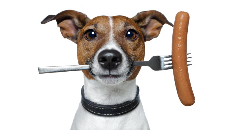 4K, indoors, canine, mammal, domestic animals, studio shot, cut out, dog, jack russell terrier, pets, portrait, vertebrate, animal nose, people, basenji dog funny picture