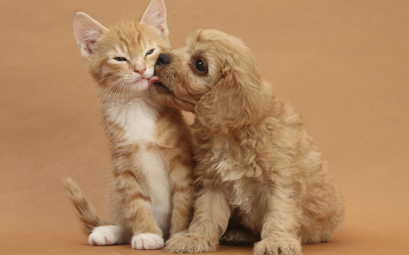 1080P, tabby, dog, brown, puppy, cocker, spaniel, american, dog kiss, cat kiss, funny, orange, kissing, cat, kitten, relationship