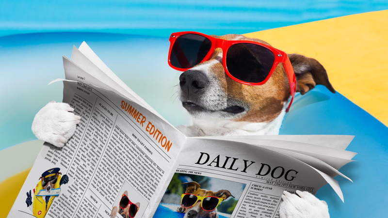 4K, dog, funny