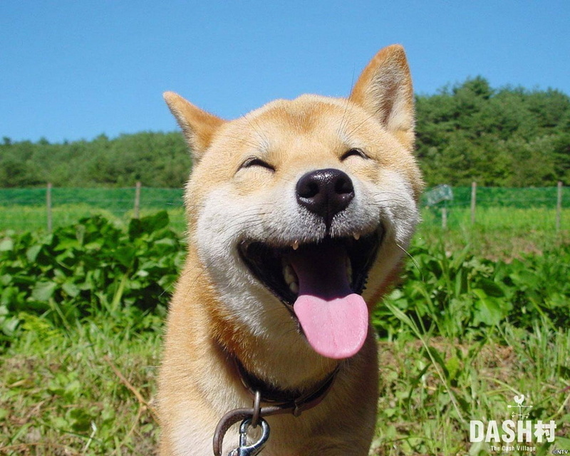 puppies, dogs, art, shiba, inu, hd, funny, animals, x, 480P