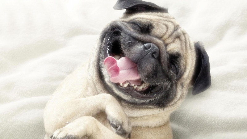 funny, 1080P, dog, dogs, pug