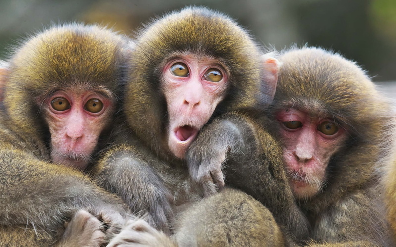 1080P, Monkeys, Three