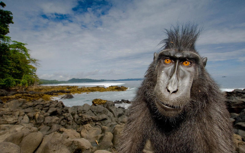 looking, monkey, funny, black, animals, 1080P, 1920x1200, baboon