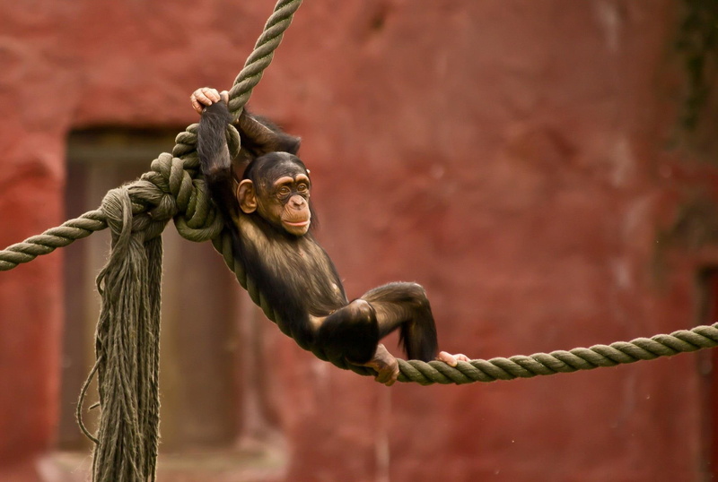 1080P, animals, rope, monkey, funny