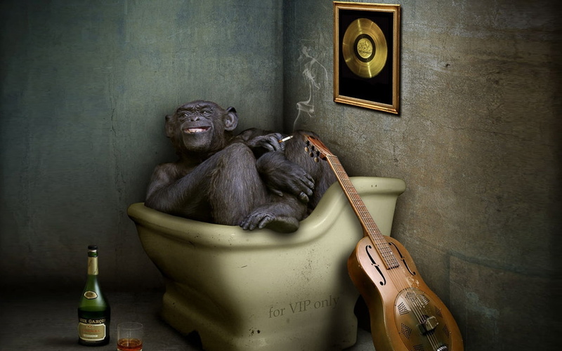 mammal, monkey, sitting, young animal, container, 1080P, no people, Funny, ape, pavel, relaxation, one animal, wall - building feature, representation