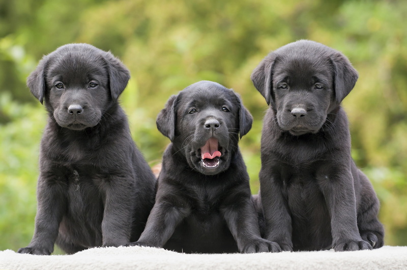 three, labradors, 5K, funny, retrievers, puppies