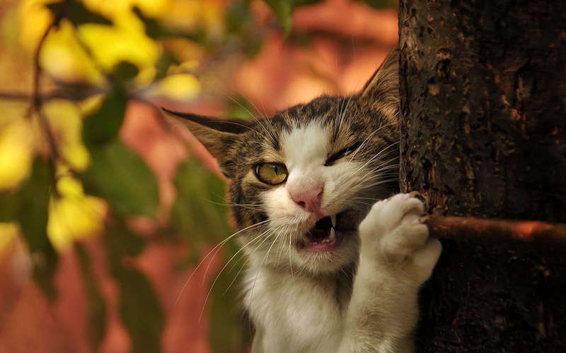 1080P, funny, cat, bite