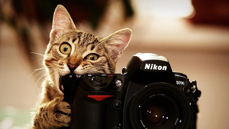 animals, cat, Nikon, camera, 1080P, Photoshop