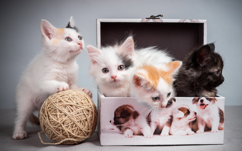 color, vertebrate, mammal, no people, kittens, cute, animal, domestic, animal family, assorted, four, young animal, indoors, kitten, feline, boxes, domestic cat