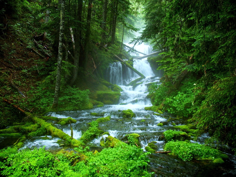 beauty in nature, long exposure, environment, waterfall, flowing water, plant, growth, outdoors, stream - flowing water, tree, forest, rainforest, water
