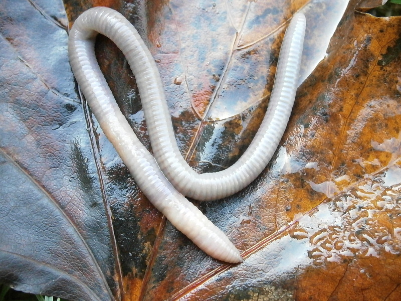Slick, nature, water, moist, 1080P, reptile, weathered, white, pipe - tube, abandoned, close-up, hose, old, run-down, one animal, rusty, wet, day, Lumbricidae