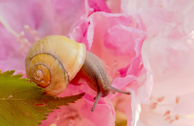 blossom, pink, close-up, reptiles, petal, animal wildlife, slimy, flower, land snail, mollusk, snail shell, animal, petaled, one animal, creature, leaf