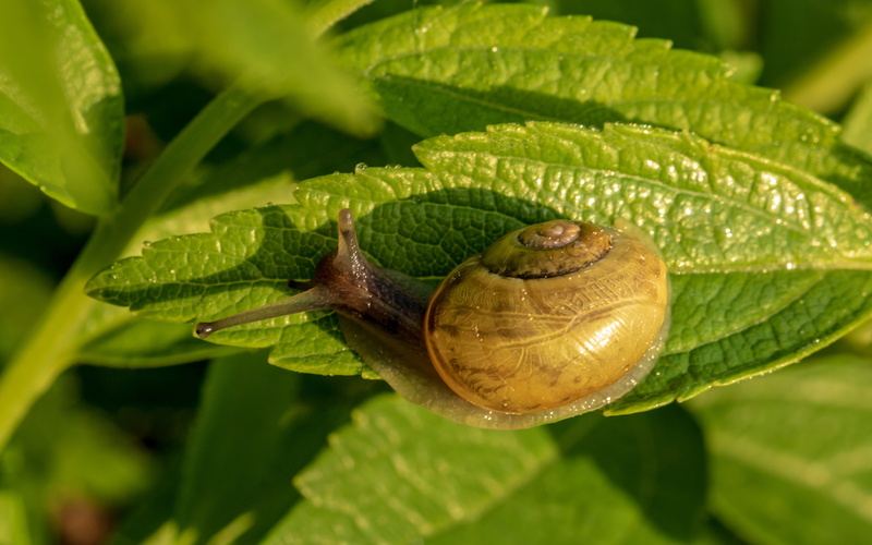 spiral, animal, crawl, no people, probe, beauty in nature, mollusk, selective, slimy, view, creature, leaf, growth, gastropod, snail, garden snail, animal themes