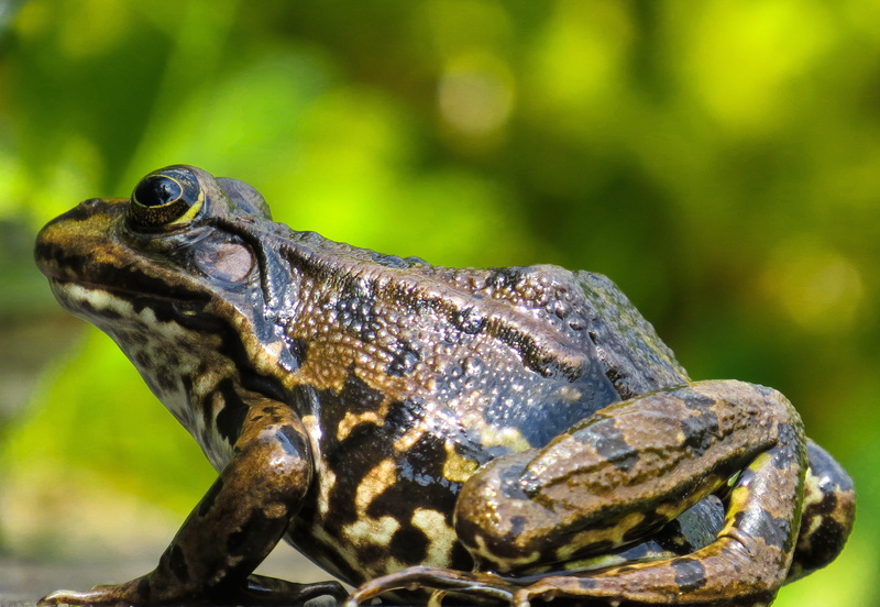 frog pond, pond, frog skin, close-up, pond inhabitants, animal wildlife, animals in the wild, amphibian, 2K, chameleon, animal behavior, nature, vertebrate