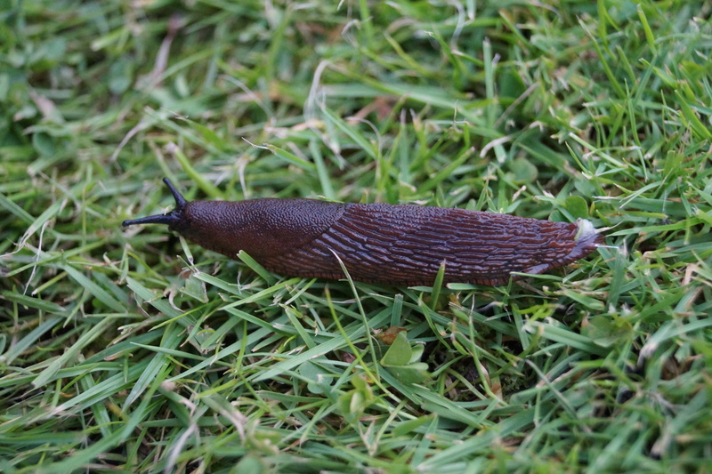 field, 5K, mollusk, insect, plant, grass, no people, reptile, selective focus, slug, land snail, day, close-up, green color, animals in the wild, creature