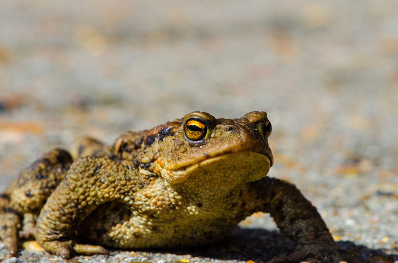 toad, amphibian, animal eye, looking, amphibians, macro, profile view, animal wildlife, 4K, no people, frog pond, frog skin, vertebrate, animal, animal themes