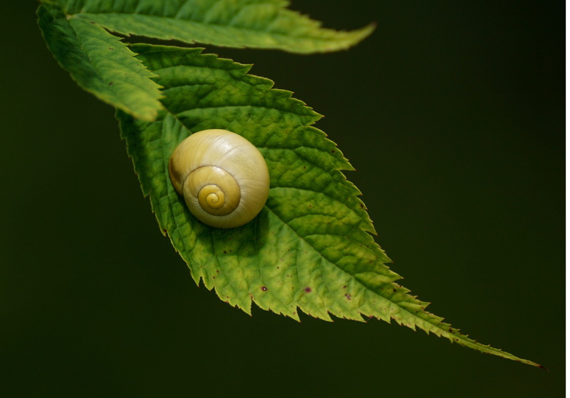 one animal, close-up, green leaf, 4K, slowly, shell, mollusk, land snail, green, green color, animal wildlife, beauty in nature, snail, animal themes