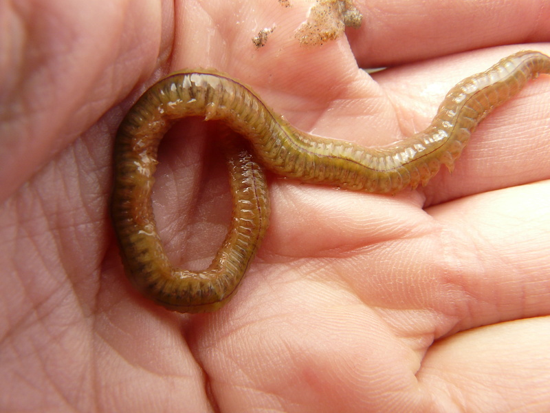 nereis diversicolor, wadden sea, worm, north sea, holding, 2K, human hand, hand, real people, human finger, day, lake striped worm, animal wildlife, slick