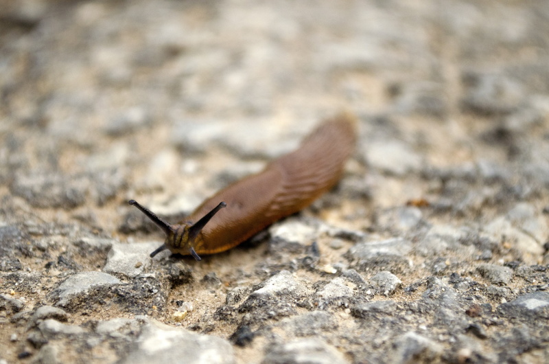 slimy, textured, lane, landscape, creature, probe, slick, animals, stone floor, nature, selective focus, outside, animal body part, mollusk, gastropod
